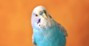 Kuşların Şaşırtan Konuşma Yeteneği: 1.700 Kelimeyi Nasıl Öğreniyorlar? Bilim İnsanları Açıkladı!