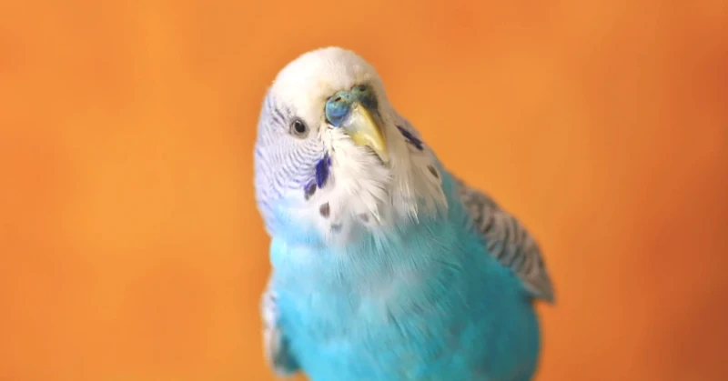 Kuşların Şaşırtan Konuşma Yeteneği: 1.700 Kelimeyi Nasıl Öğreniyorlar? Bilim İnsanları Açıkladı!